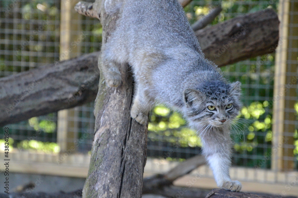 Obraz premium Pallas cat 