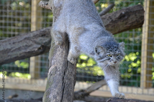 Pallas cat 