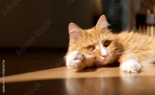 Ginger cat relaxing on the floor in the sun