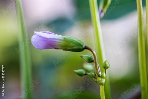 blue iris flower