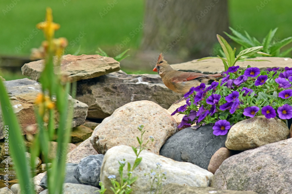 Female cardinal on a backyard water feature.