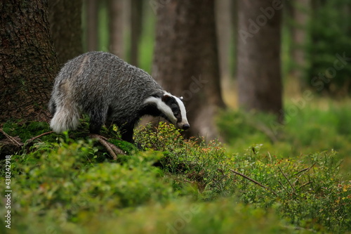 Autumn poetry. Close-up portrait of a badger in its natural habitat. Meles meles