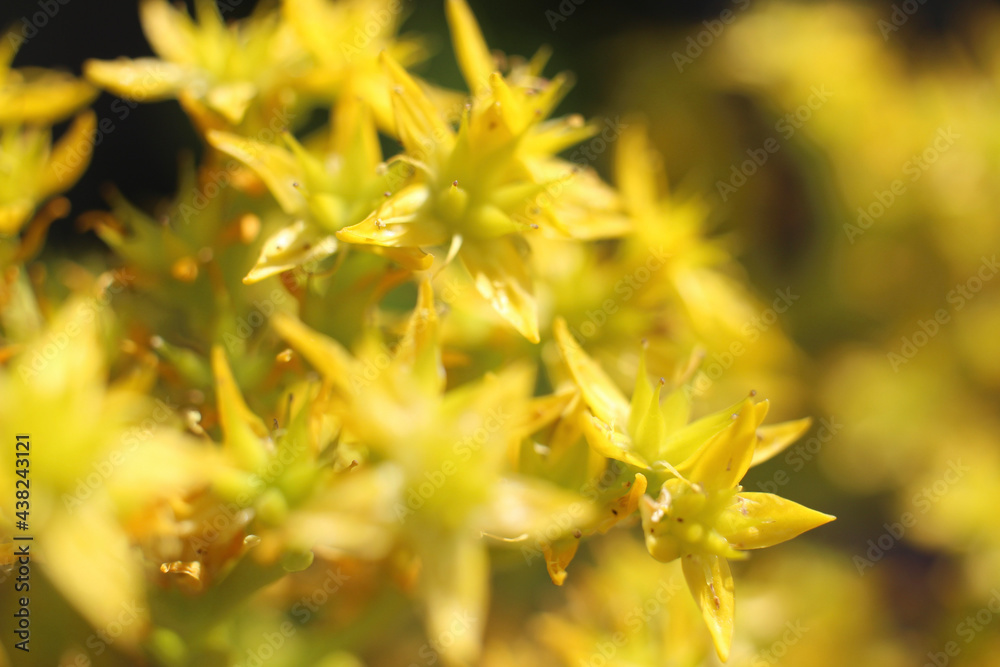 yellow maple leaves yellow maple leaves