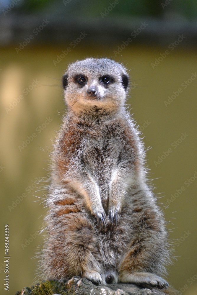 Obraz premium meerkat on guard