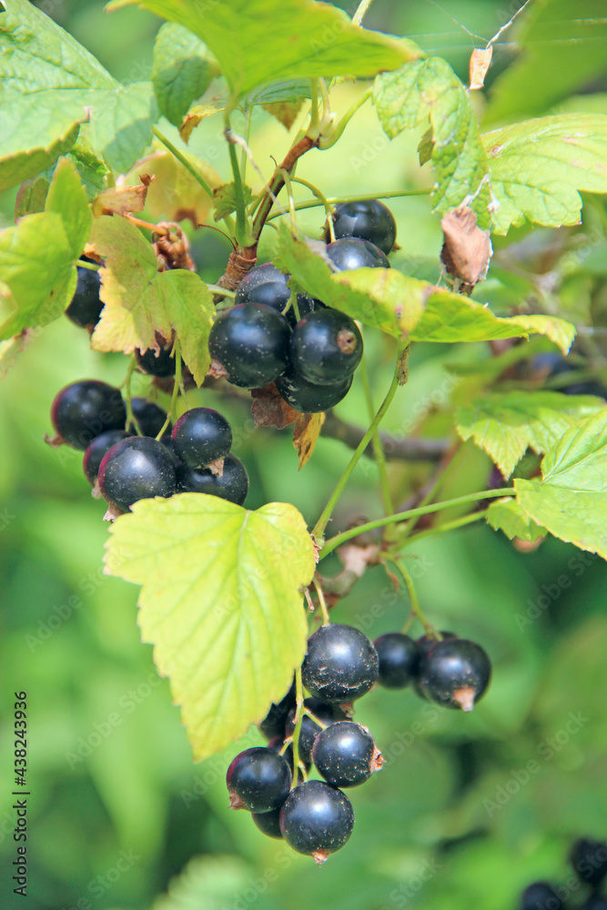 Macro of ripe black currant. Harvest collected in garden