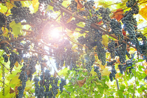 Big clusters of blue ripe grapes hang up