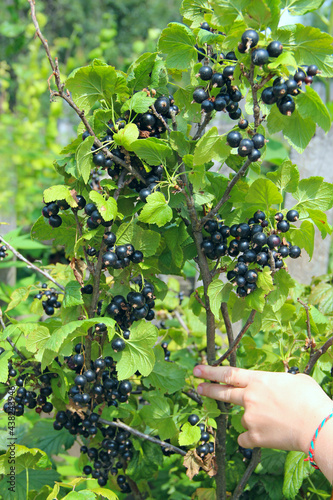 Macro of ripe black currant. Harvest collected in garden