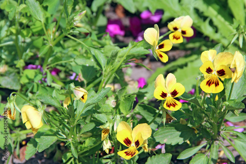 Wallpaper Mural Lawn with blooming pansies of many colors in city park. Urban nature Torontodigital.ca