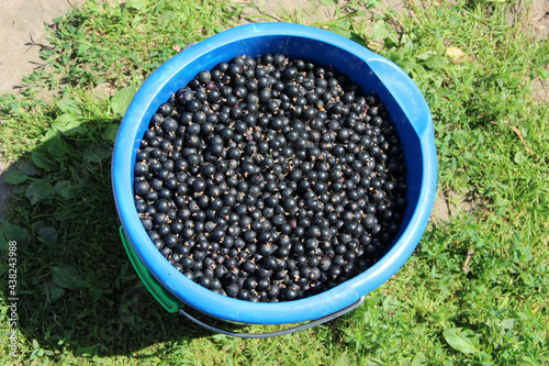 Bucket full of ripe black currant. Harvest collected in garden