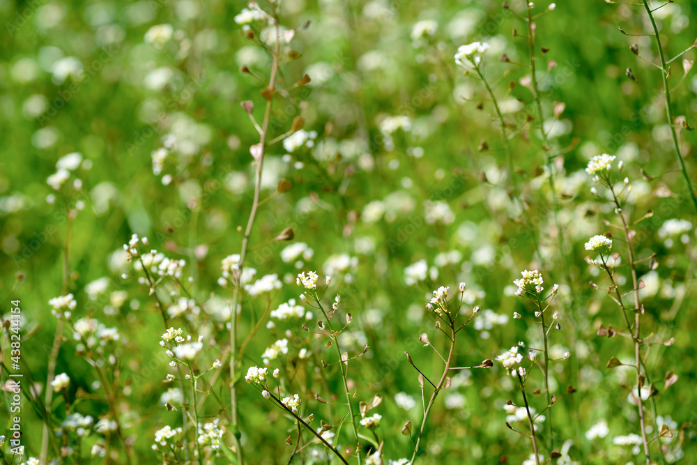White wildflowers on green grass background. Nature background White wildflowers on green grass background. Nature background