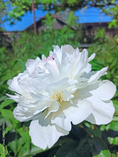 bud of white peony blossoming in garden