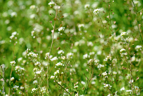White wildflowers on green grass background. Nature background