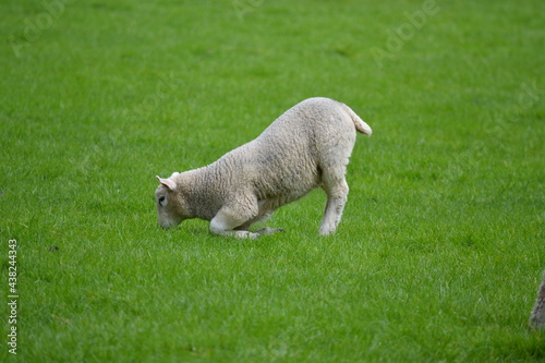 sheep and lambs crouched eating grass 