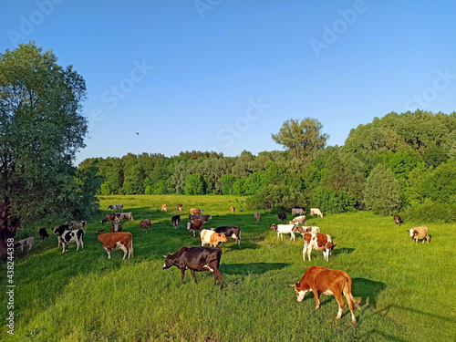 Cows graze in pasture near the forest. Domestic animals graze on meadow