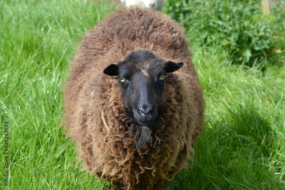 sheep in the grass sheep in the grass