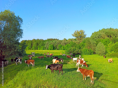Cows graze in pasture near the forest. Domestic animals graze on meadow