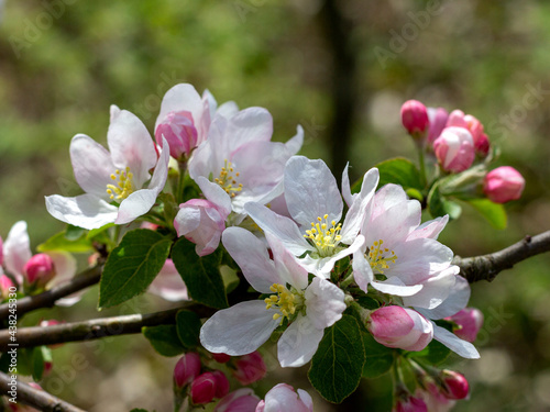 Spring,wild flowering of plants, awakening in nature, young flowers and shoots of trees with leaves on the sunny side. © NAIL BATTALOV