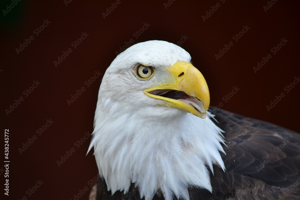 Obraz premium bald eagle portrait