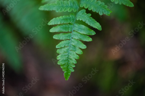 Selectively focused close up of a lush green Pacific Northwest fern