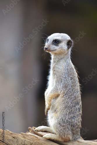 meerkat on the lookout © Mike