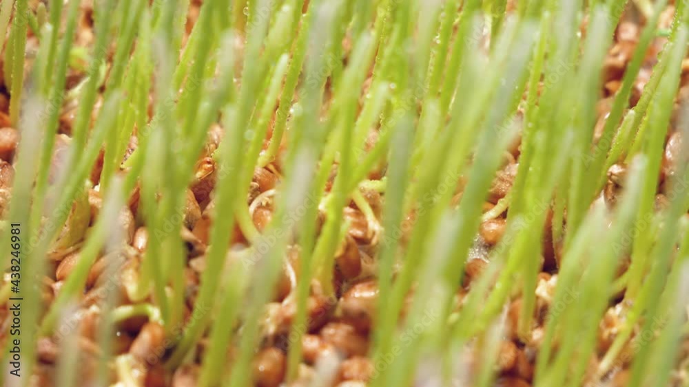 Seedlings of cereals. Sprouted grains of wheat. Microbiological, genetic laboratory. Plant DNA editing. Seedlings of cereals. Sprouted grains of wheat. Microbiological, genetic laboratory. Plant DNA editing.