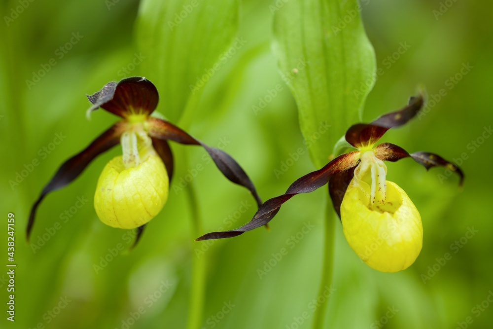 Obraz premium yellow orchid flower