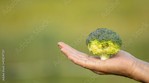 Hand holding broccoli, green and fresh, raw vegetables.