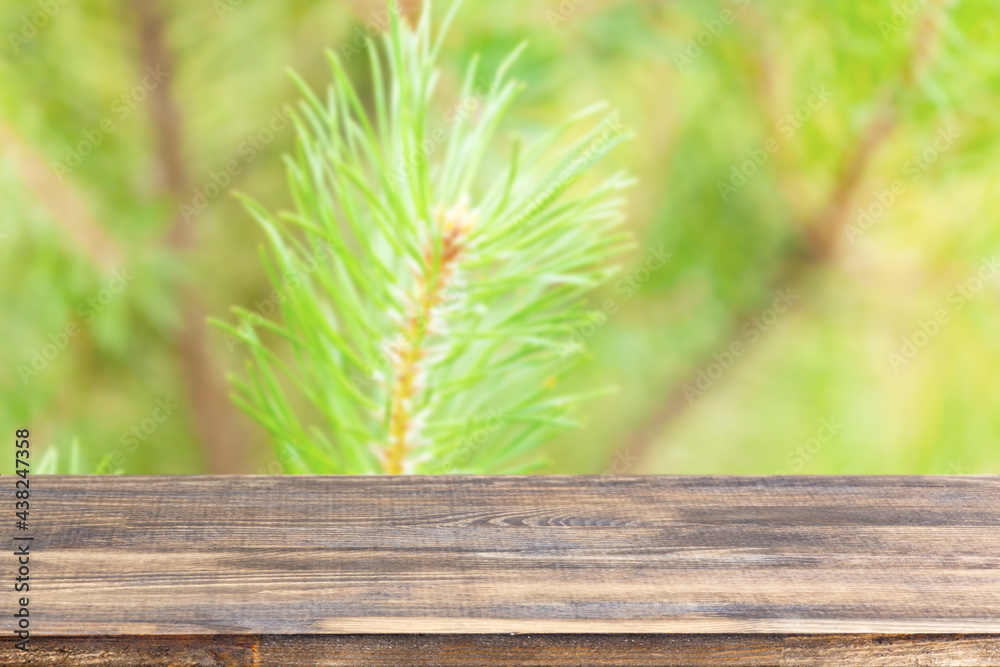 wood table top on blur pine branches background wood table top on blur pine branches background