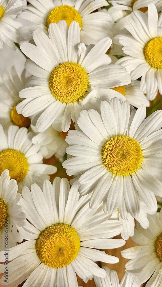 Fototapeta premium Blossom daisy flowers. White wildflowers background