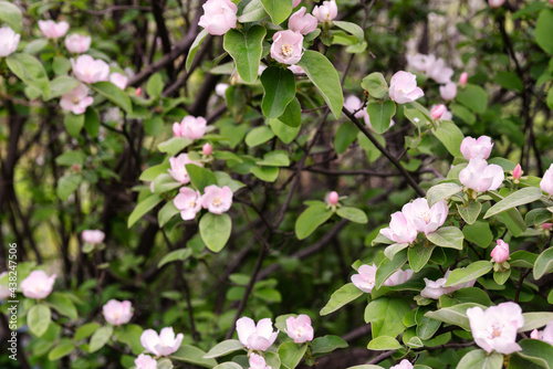 Blooming quince tree