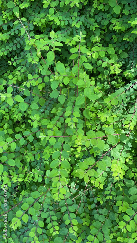 Smal green plant leaves Smal green plant leaves