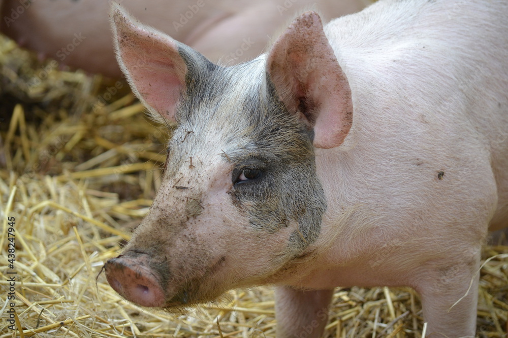 Happy pig Happy pig