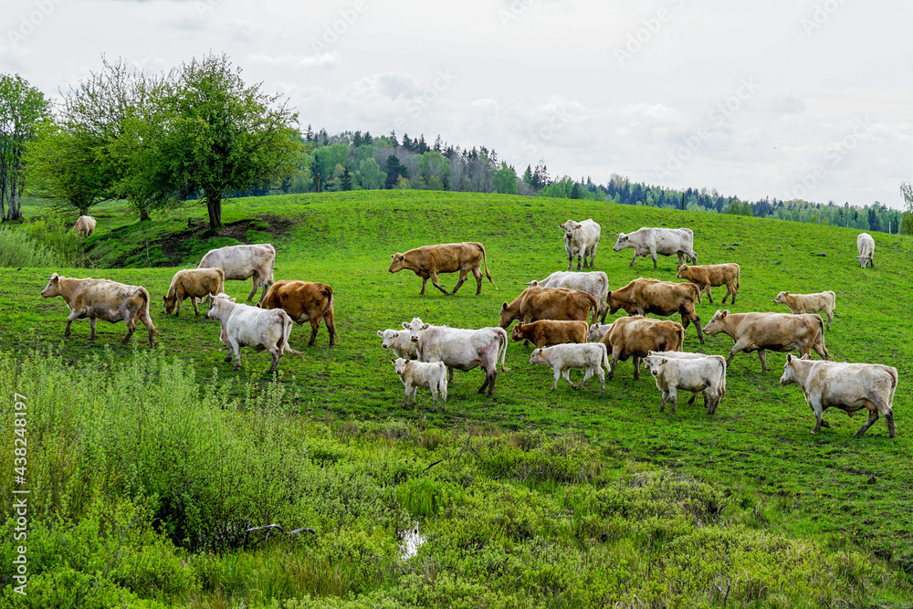 cattle herd with calves grazing in a green meadow
