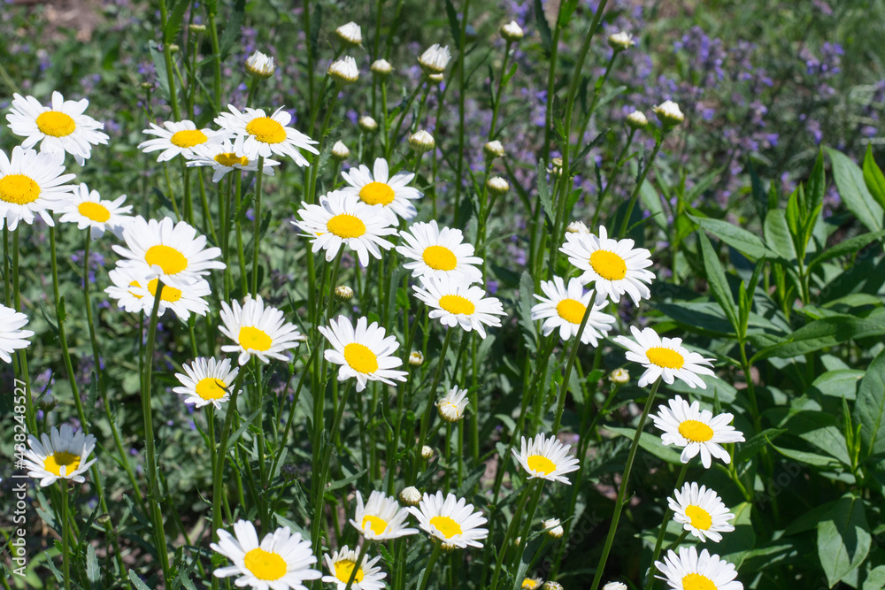 White daisies in garden. Sunny day. White daisies in garden. Sunny day.