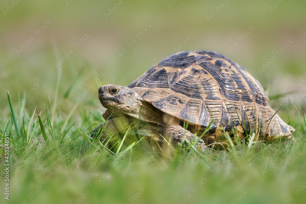 Wild Turtle Wild Turtle