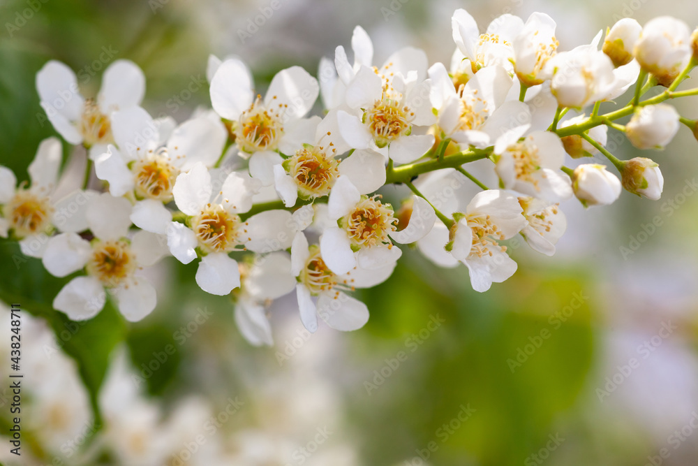 blooming bird cherry close-up, used as a background or texture