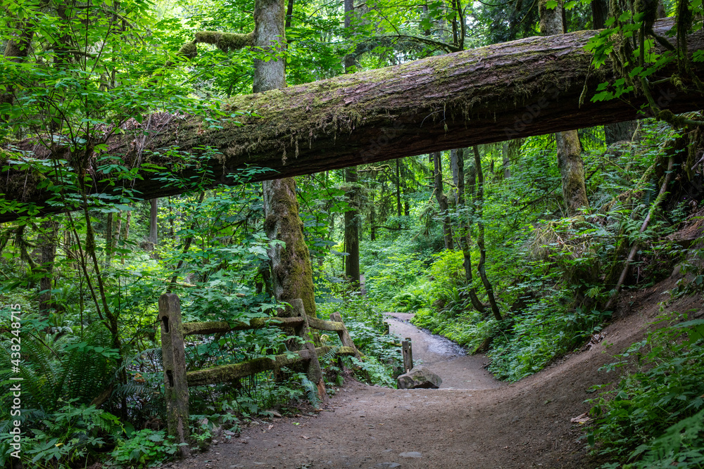 Wildwood hiking trail in Portland Wildwood hiking trail in Portland