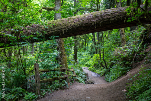 Wildwood hiking trail in Portland © SHELL