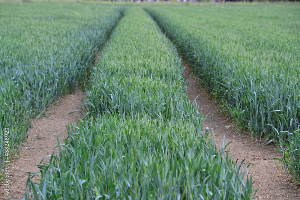 Fototapeta premium Field with green crops and tractor lines