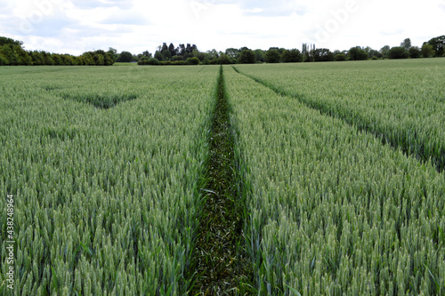 Large open green field of crops