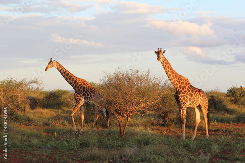 Photography Giraffe / Giraffe / Giraffa camelopardalis
