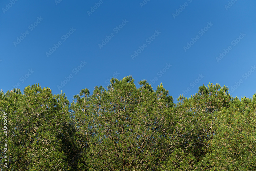 Copa de arboles con el cielo azul de fondo
