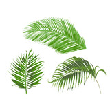 Liście palmy