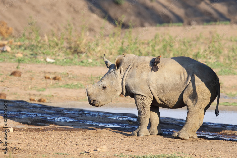 Breitmaulnashorn und Rotschnabel-Madenhacker / Square-lipped rhinoceros and Red-billed oxpecker / Ceratotherium Simum et Buphagus erythrorhynchus.
