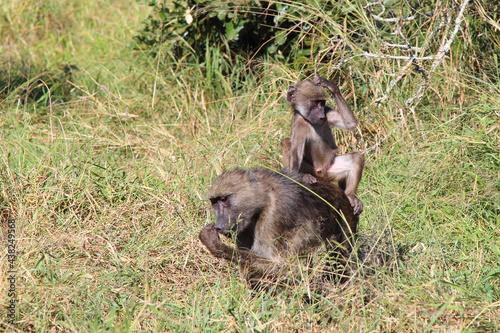 Bärenpavian / Chacma baboon / Papio ursinus.....