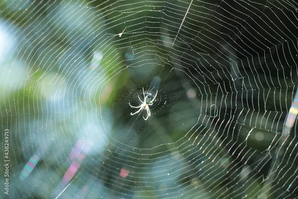 Araña Araña