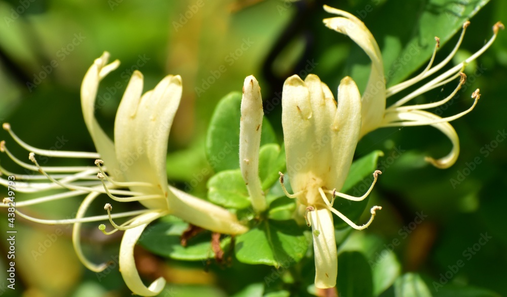 Honeysuckle Honeysuckle
