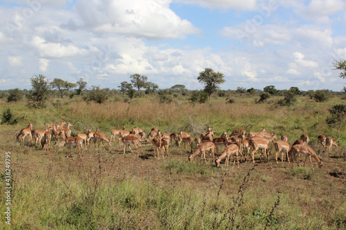 Schwarzfersenantilope / Impala / Aepyceros melampus