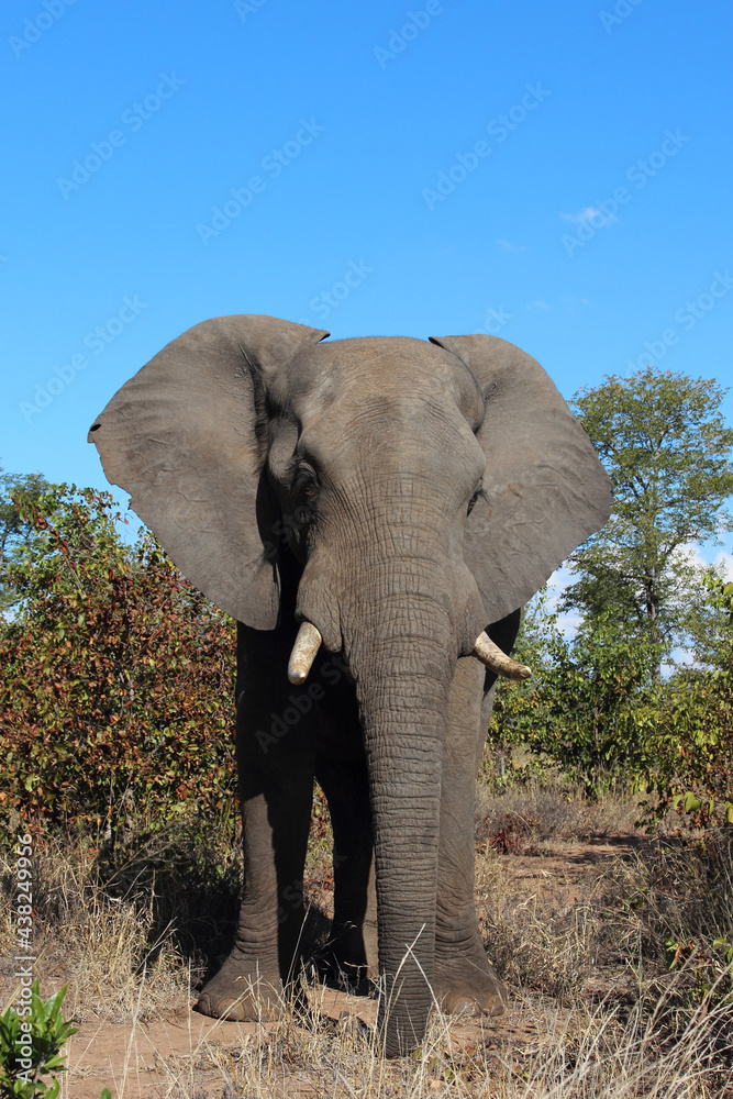Fototapeta premium Afrikanischer Elefant / African elephant / Loxodonta africana