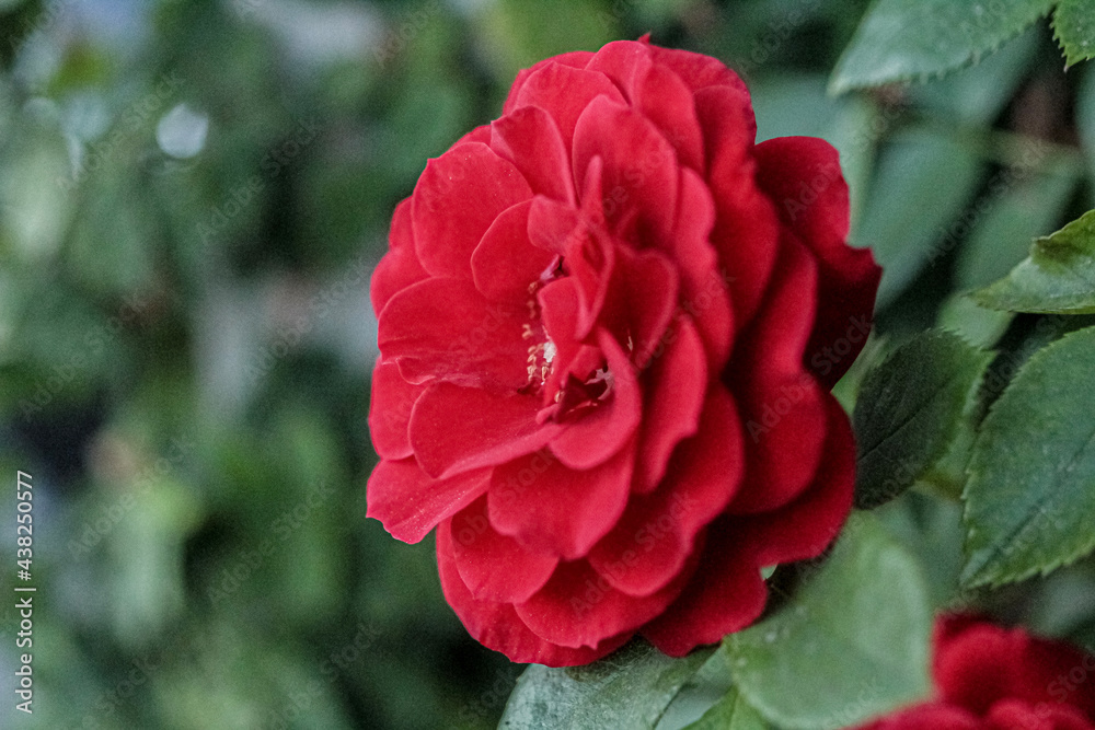 red flower in the garden